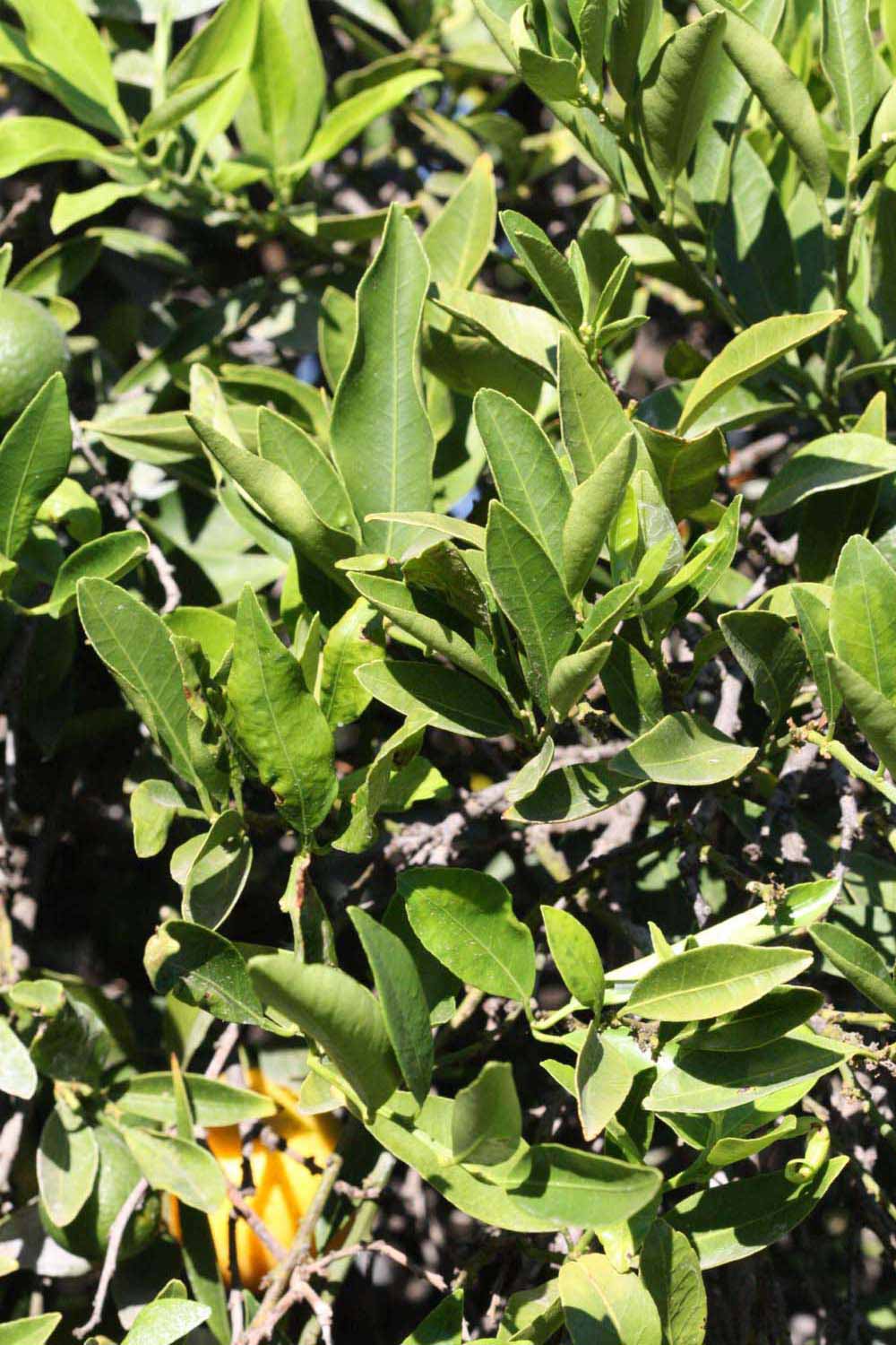              Sun leaves (Riverside, CA)       